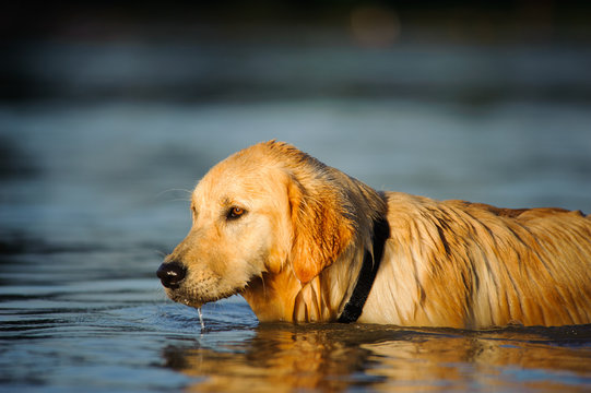 Golden Retriever dog wading out in blue water