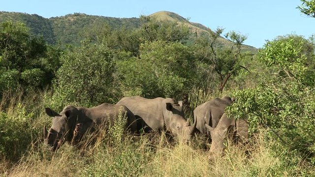 Four white rhino grazing in dense bush, one rhino gets aggressive with another.