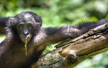 The portrait of  juvenile Bonobo on the tree in natural habitat. Green natural background. The Bonobo ( Pan paniscus), called the pygmy chimpanzee.
