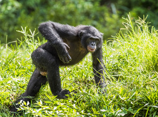 Running male Bonobo in natural habitat. Green natural background. The Bonobo ( Pan paniscus)