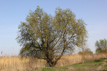 spring river and forest. Nature composition
