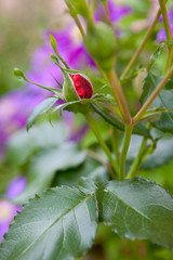 Rose bud in the garden