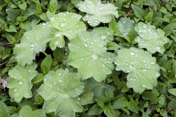 RAIN DROPS ON LADY'S MANTLE (ALCHEMILLA MOLLIS THRILLER)
