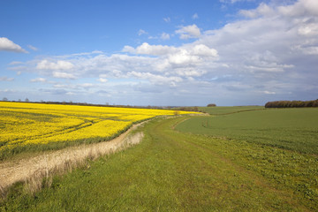 woodland copse with flowering oilseed rape crop