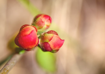 Bright pink buds of a quince close up