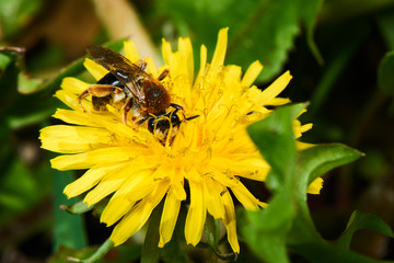 A bee sits on a yellow dandelion