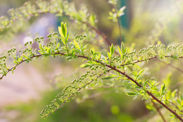 The spirea branches with buds lit with the sun