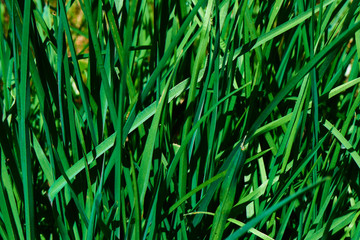 Green grass closeup