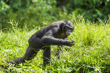 Running male Bonobo in natural habitat. Green natural background. The Bonobo ( Pan paniscus)