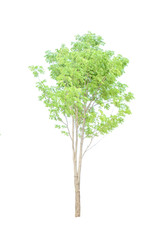 Fototapeta premium Tree white background