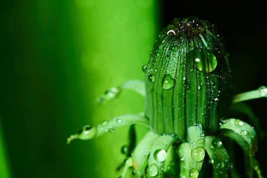Fototapeta Drops of water on the bare dandelions