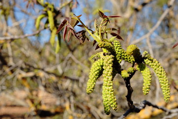 Flowers of a walnut.