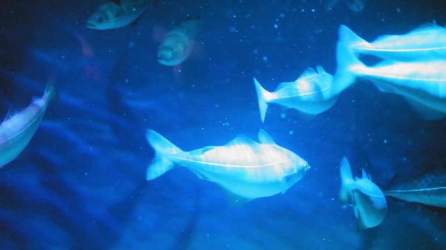 Medium shot of school of fish in an aquarium