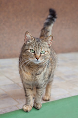 Gray cat with beautiful green eyes