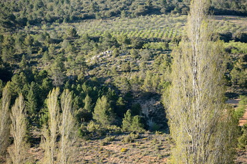 mountain landscape with poplar trees in the foreground