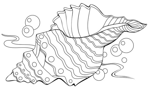 Black and white illustration of shell for coloring. Developing children skills for drawing. Vector image.
