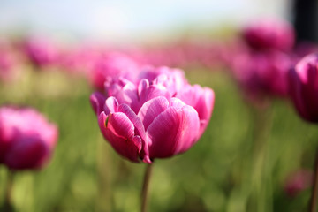Purple tulips in garden