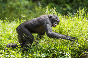 Running male Bonobo in natural habitat. Green natural background. The Bonobo ( Pan paniscus)