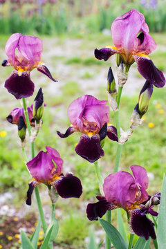 iris flowers garden 