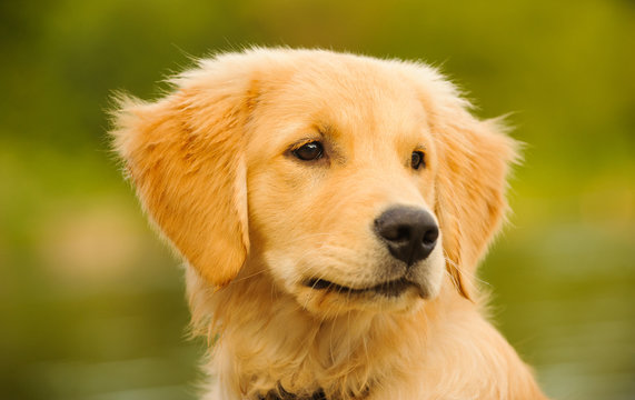 Portrait of Golden Retriever puppy