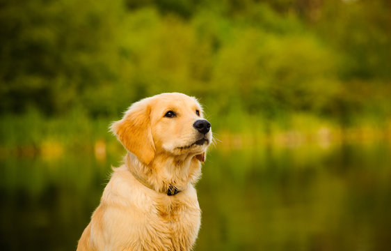 Golden Retriever puppy sitting in front of lake with reflections of green trees