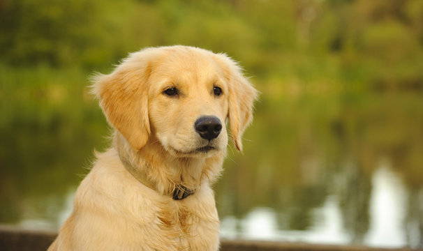 Portrait of Golden Retriever puppy in front of lake 