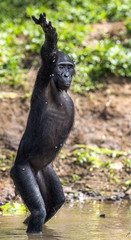 Chimpanzee Bonobo standing on her legs and hand up. at a short distance, close up. The Bonobo ( Pan...