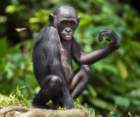 Bonobos (Pan Paniscus) on green natural background.