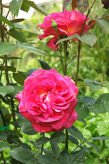 Rosier ‘Yvette Horner’