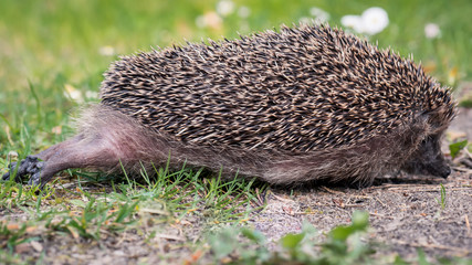 Igel (Erinaceus europaeus) streckt sich nach dem Winterschlaf