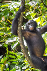 Bonobos (Pan Paniscus) on a tree branch. Green natural jungle background.
