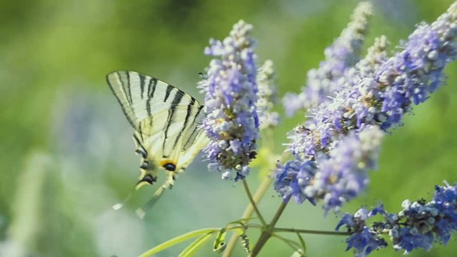 Beautiful swallowtail, Papilio machaon butterfly sucking nectar of violet flower