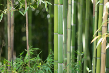 Fototapeta na wymiar Bamboo forest, trunks and leaves. Only one trunk of a bamboo in focus, the others are blurry.