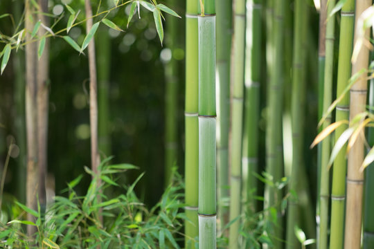 Bamboo forest,  trunks and leaves. Only one trunk of a bamboo in focus, the others are blurry.