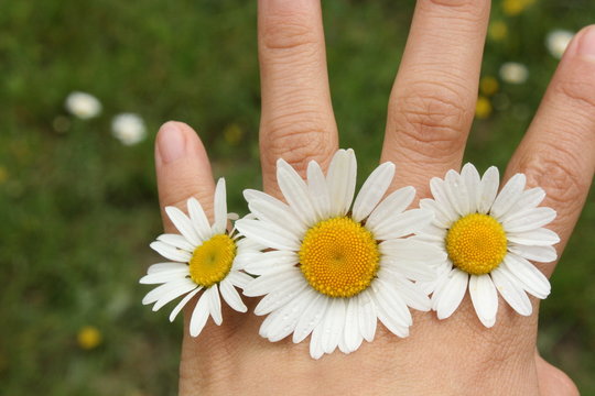 daisies in the hand