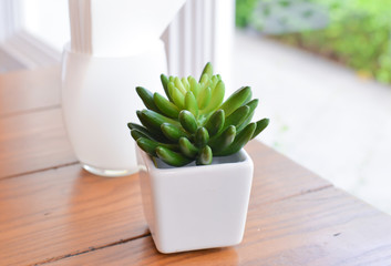 Fake succulent plant in the vase near the window