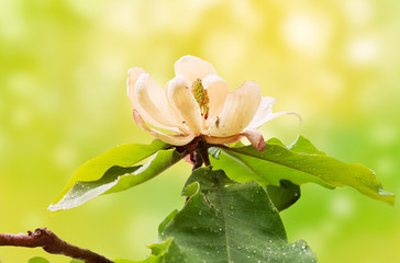 Yellow magnolia flower