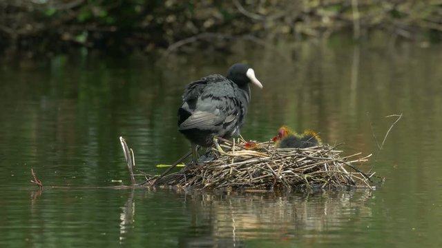 A nest of preening coot chicks or babies (Fulica atra), along with a preening adult.