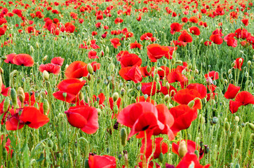 Obraz premium Poppy field