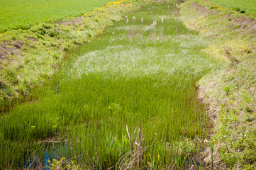 The river in the field, overgrown with grass