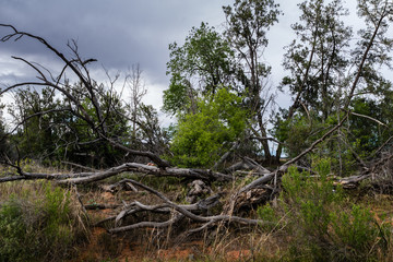 Fototapeta premium Wind, Water, Red Earth and Sedona