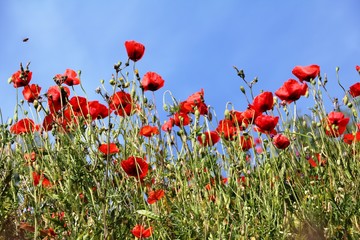 Red poppies meadow in spring