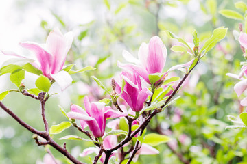 Pink magnolia tree