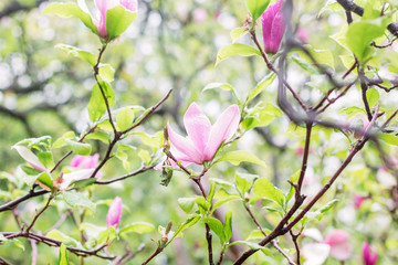 Obraz na płótnie Canvas Pink magnolia tree