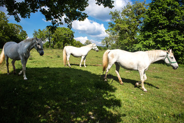Obraz na płótnie Canvas lipizzan horses in countryside