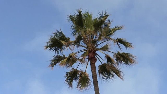 Top Of Palm Tree Swaying In Breeze Blue Sky
