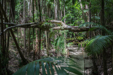 rainforest fraser island - australia - obrazy, fototapety, plakaty