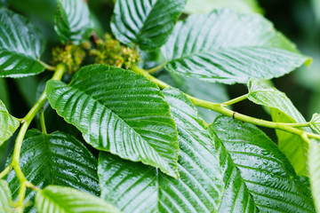 Closeup green leaves