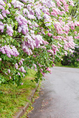 Obraz premium Blooming pink lilac bushes