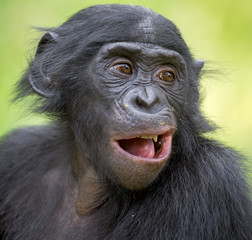 The close up portrait of Bonobo (Pan Paniscus) on the green natural background.